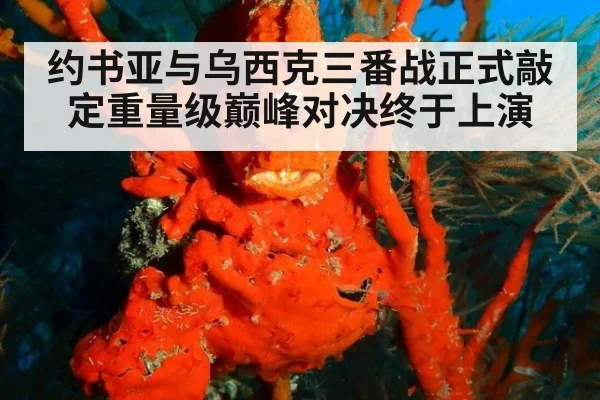 约书亚与乌西克三番战正式敲定重量级巅峰对决终于上演